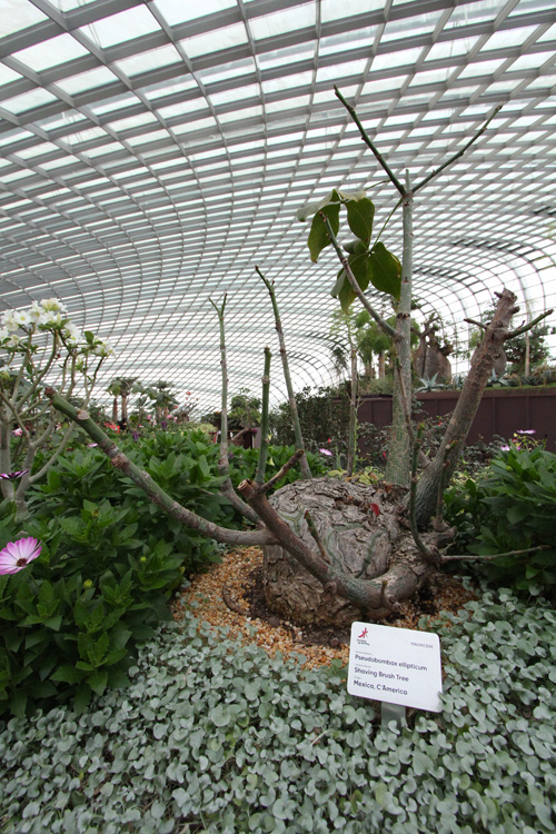 PlantWerkz Shaving Brush Tree Pseudobombax Ellipticum