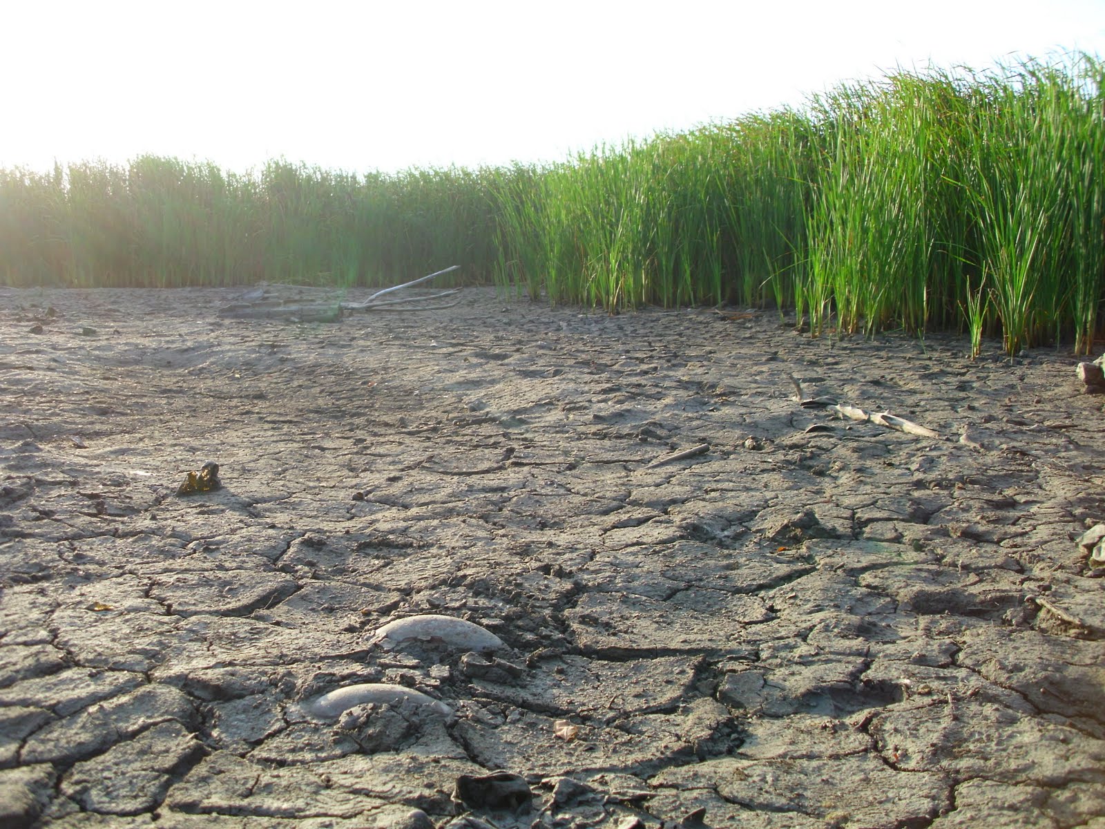 Saatnya Kita Koreksi: Kekeringan Melanda Kota Kita