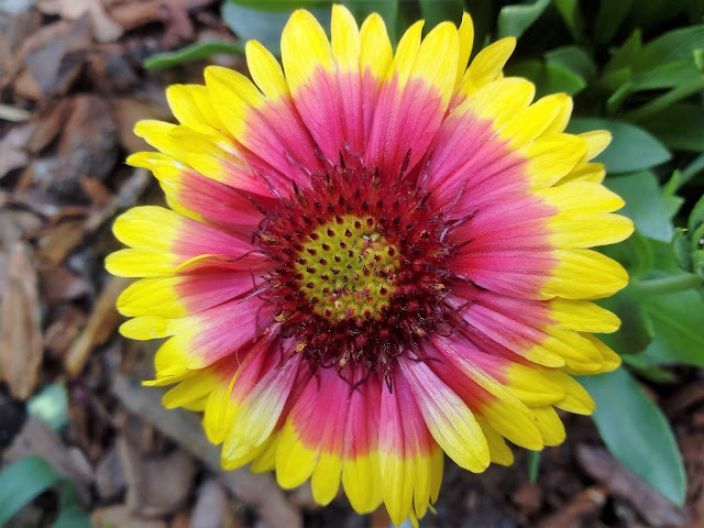 Gallardia (Gaillardia aristata Pursh.).