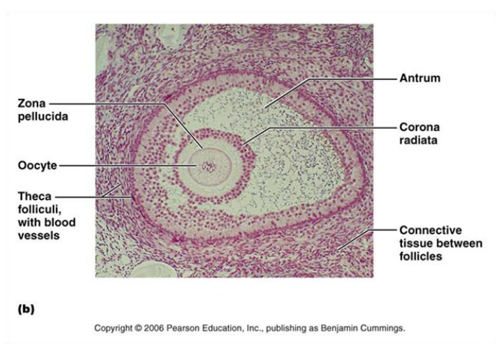 CLASS BLOG: BIO 202 ANSWERS CH. 27 AND CH. 28