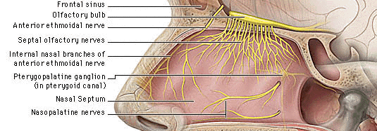 Notez On Nursing....: Cranial Nerve Review part 2.... pv diagram area 