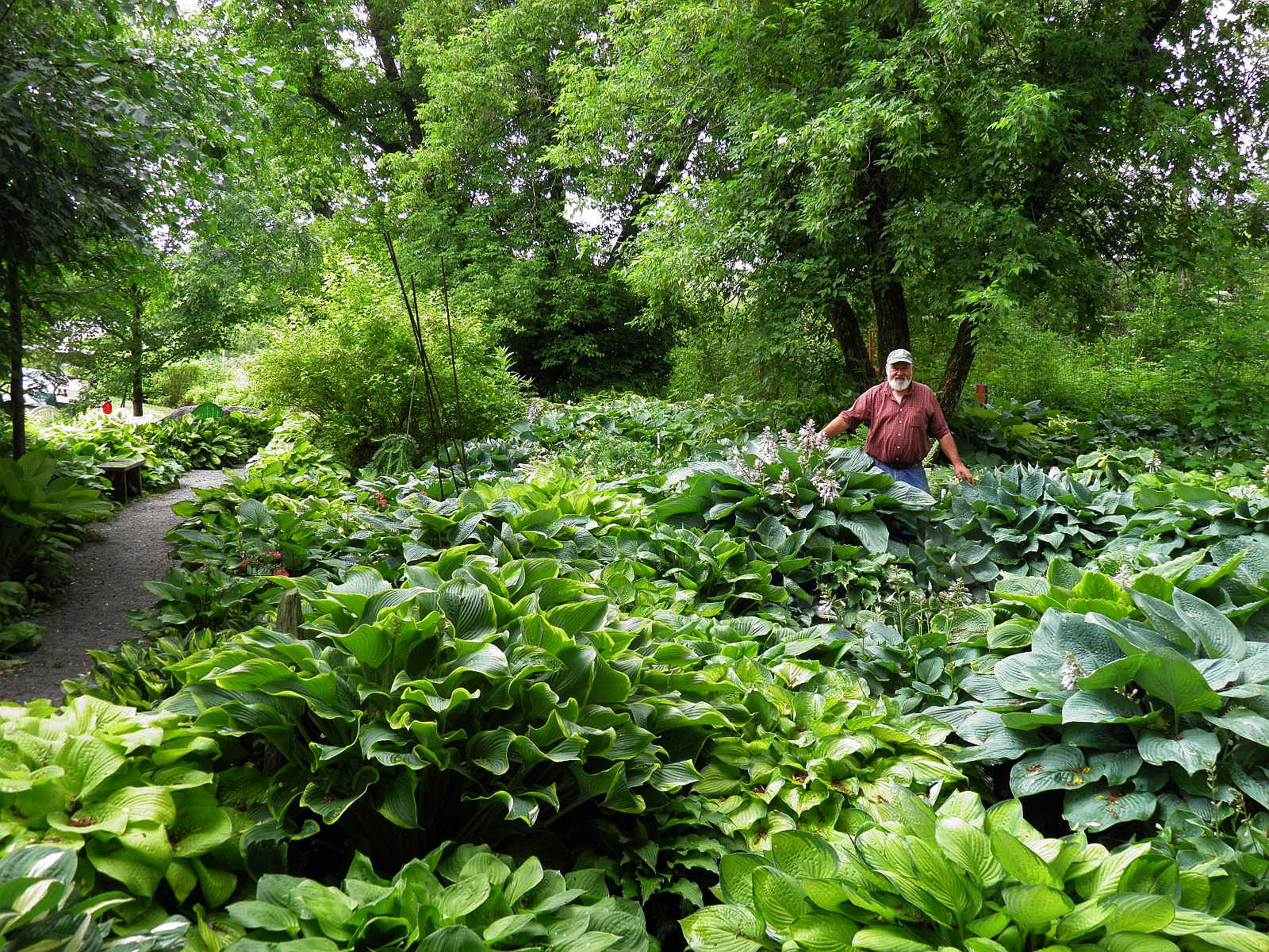 The Vermont Gardener Our Hosta Display Garden