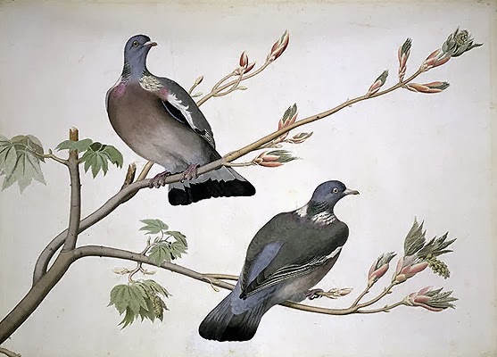 Kesetiaan Burung Merpati Better Person Project