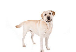 Angka Mimpi Anjing Versi Erek Erek 2d 3d 4d Buku Mimpi