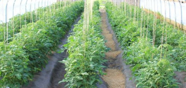 Tomato Farming/Processing on Business Plans and Feasibility Study Report Tomato Farming/Processing on Business Plans and Feasibility Study Report