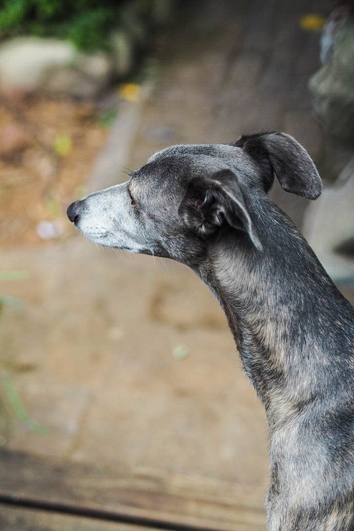 Grey greyhound