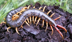 japanese centipedes centipede giant japan scolopendra tropical am japonica species rife wonderful