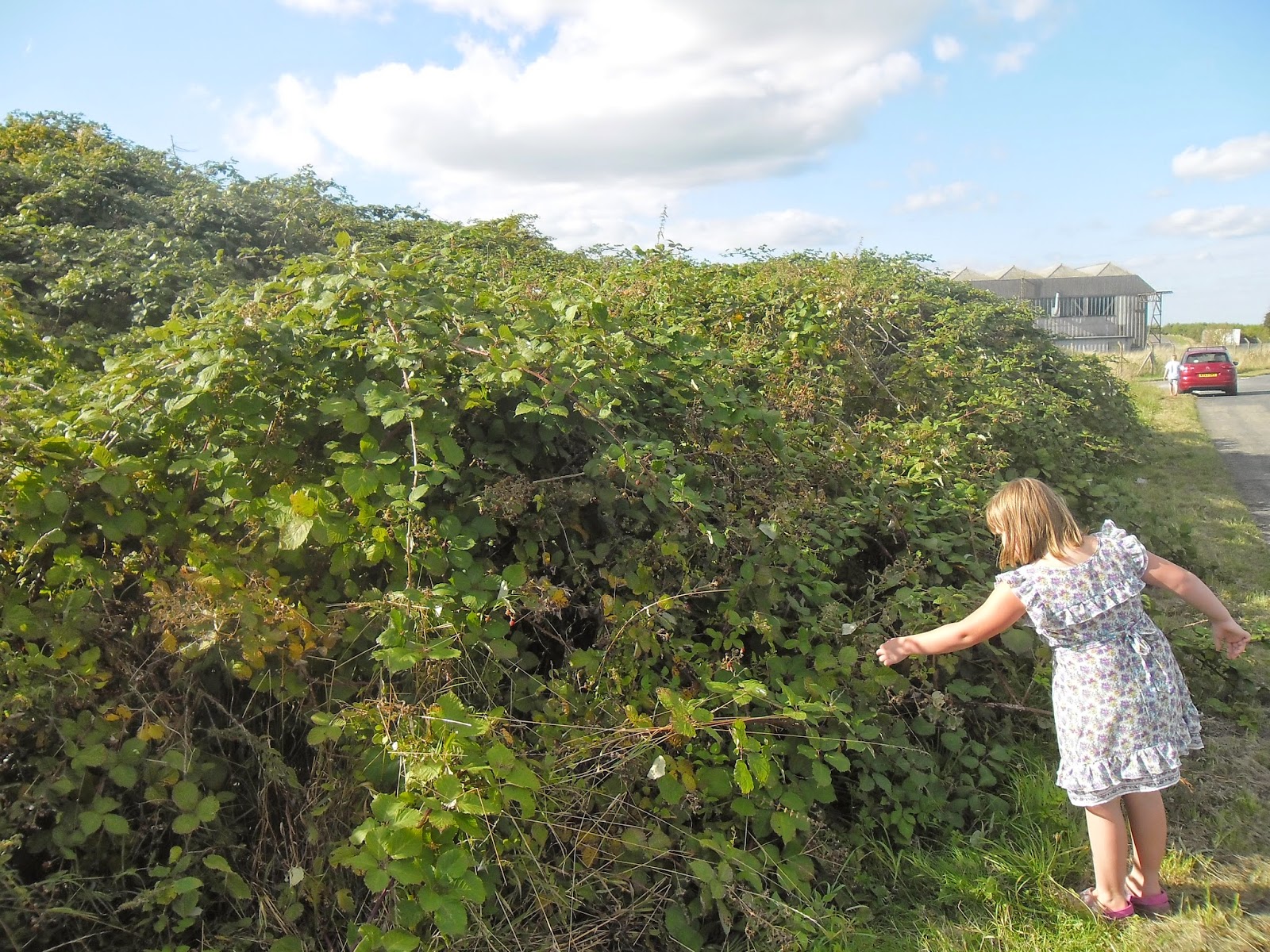 HouseSaver Blog This has got to be the biggest bramble bush in the