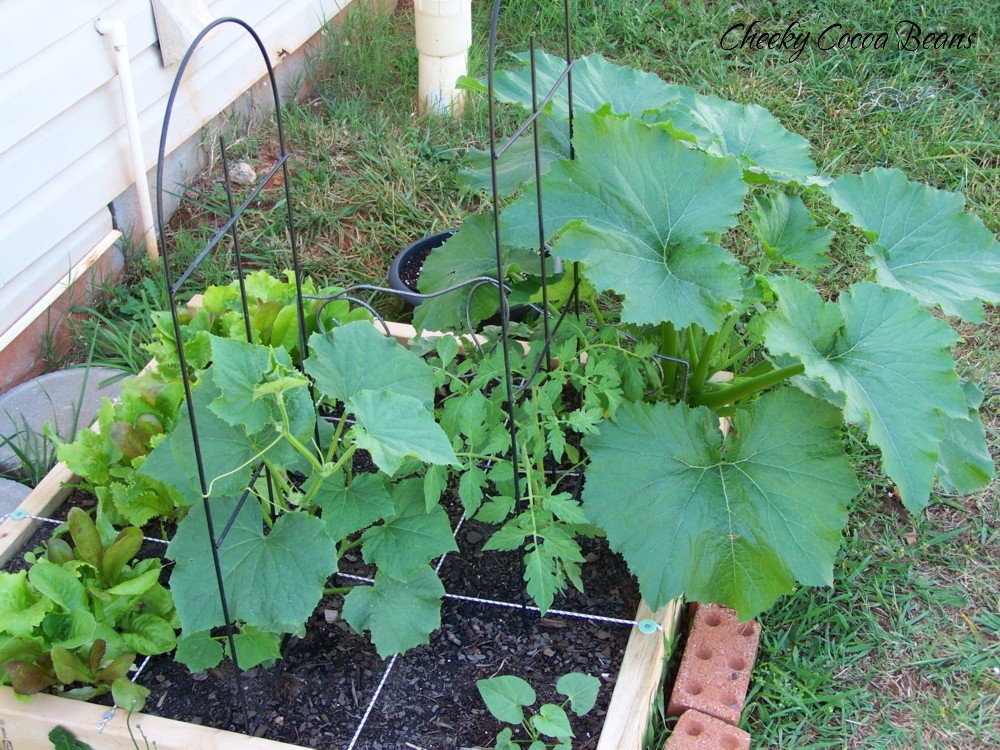 Cheeky Cocoa Beans (NotSo) Square Foot Gardening