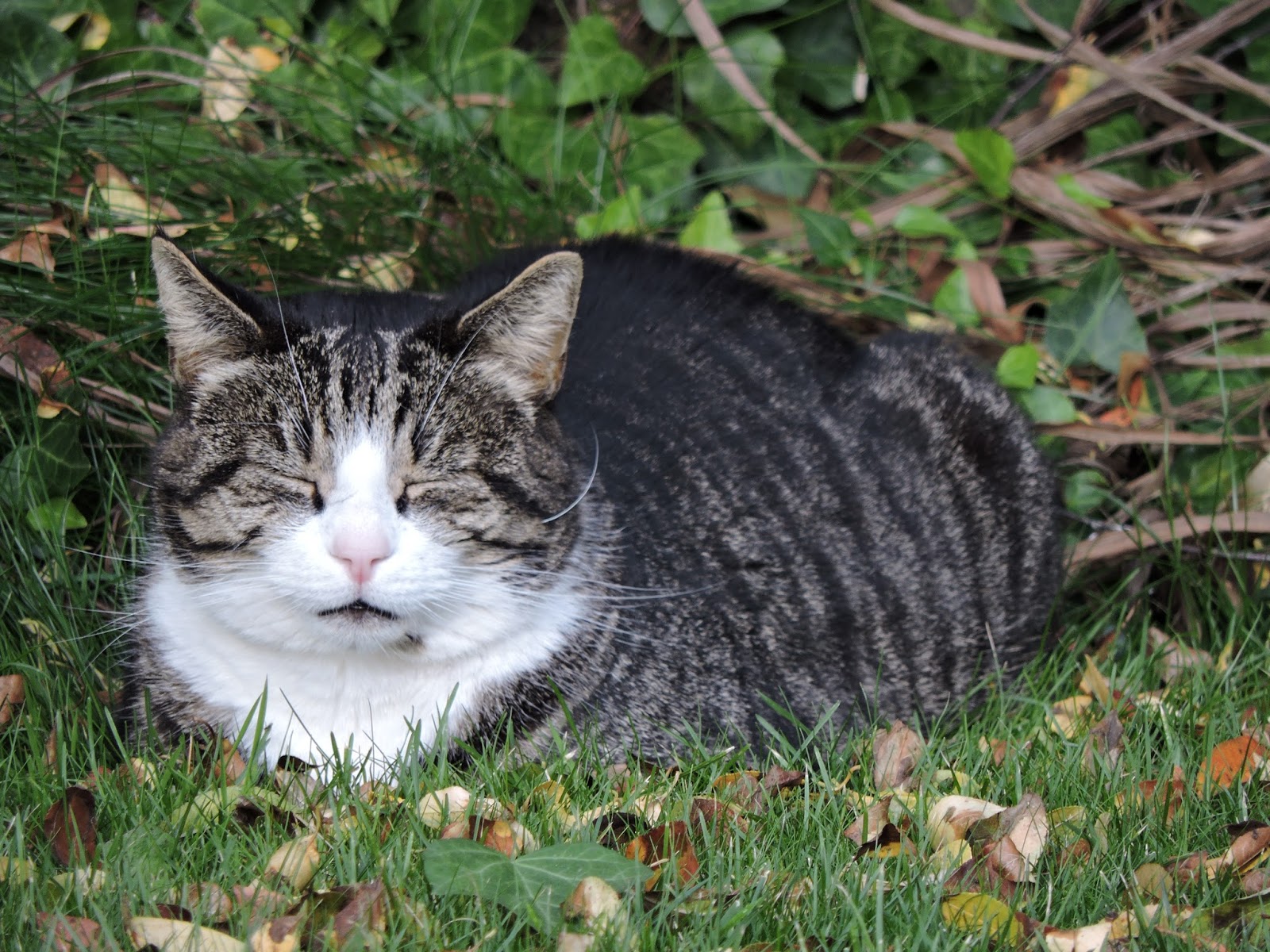 Noesjn cat in the backyard