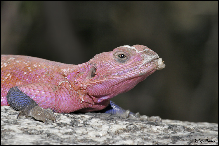 Animals pictures Agama Lizard