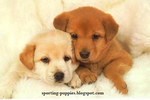 Sporting Puppies Pictures