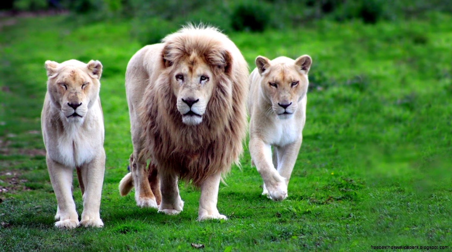 White Lion with Lionesses