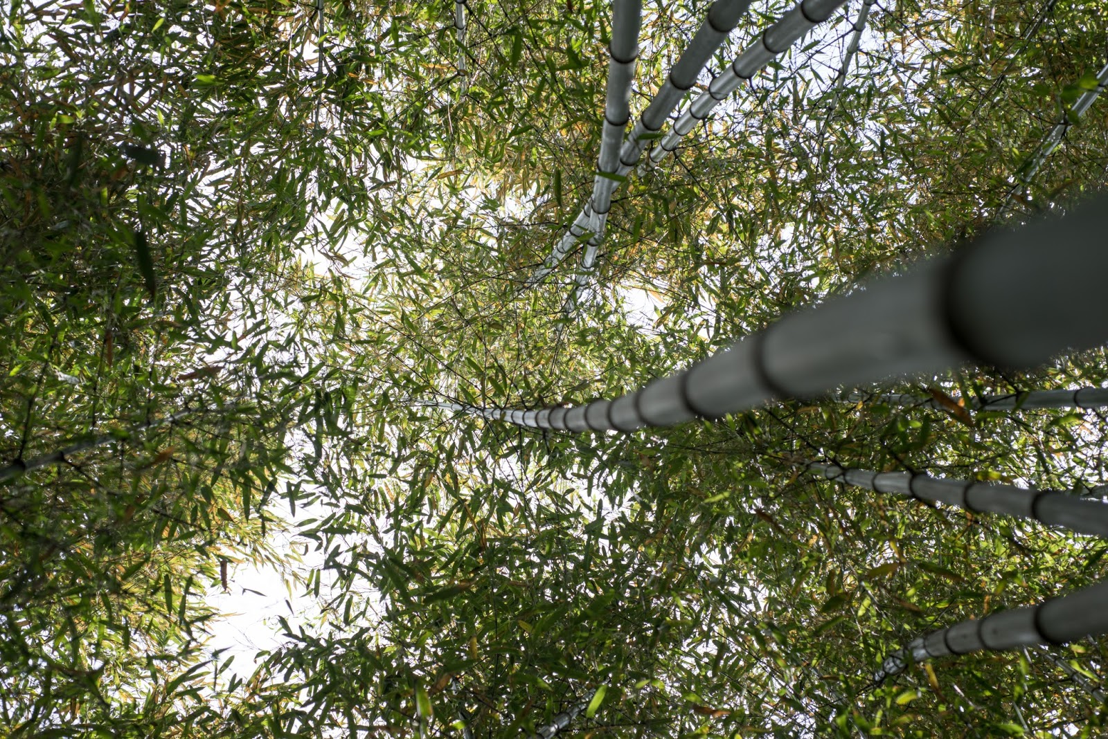 The 3 Foragers Foraging for Wild, Natural, Organic Food Invasive