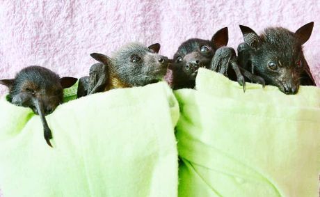 Netting | Surge in bat rescues from fruit tree nets
