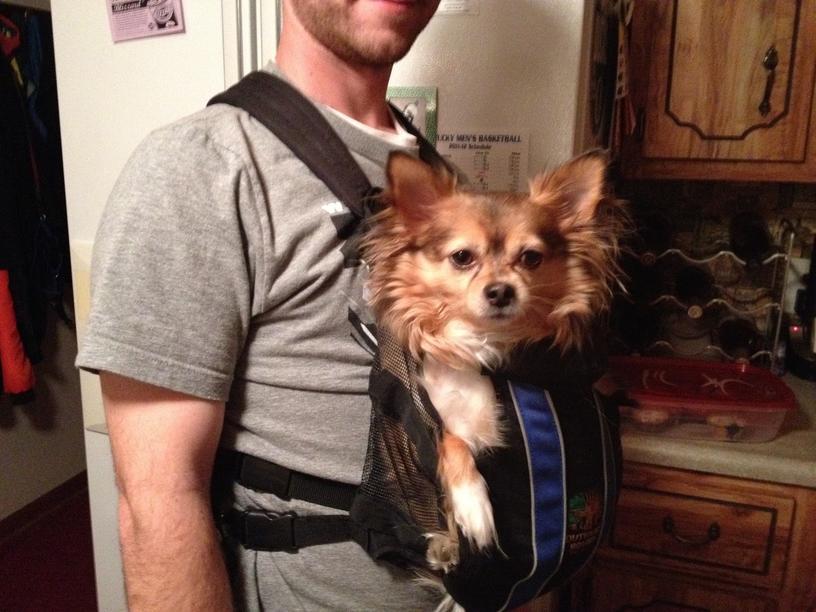 chihuahua pouch