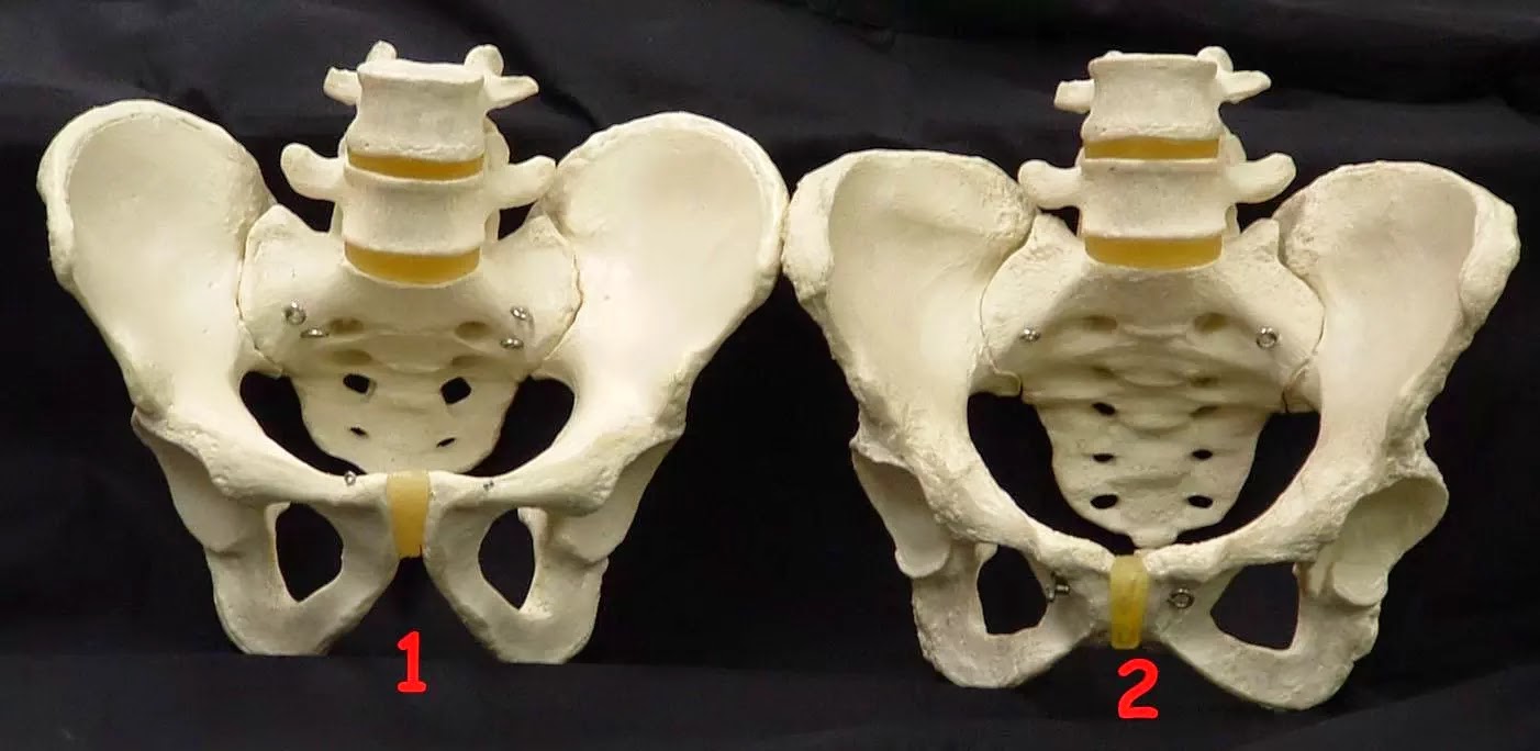 Изменения костей таза. Скелет мужского таза. Скелет женского таза. Скелет человека женский таз. Женские тазовые кости.