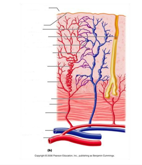 CLASS BLOG: BIO 202 WORKSHEETS CH.27 AND CH. 28