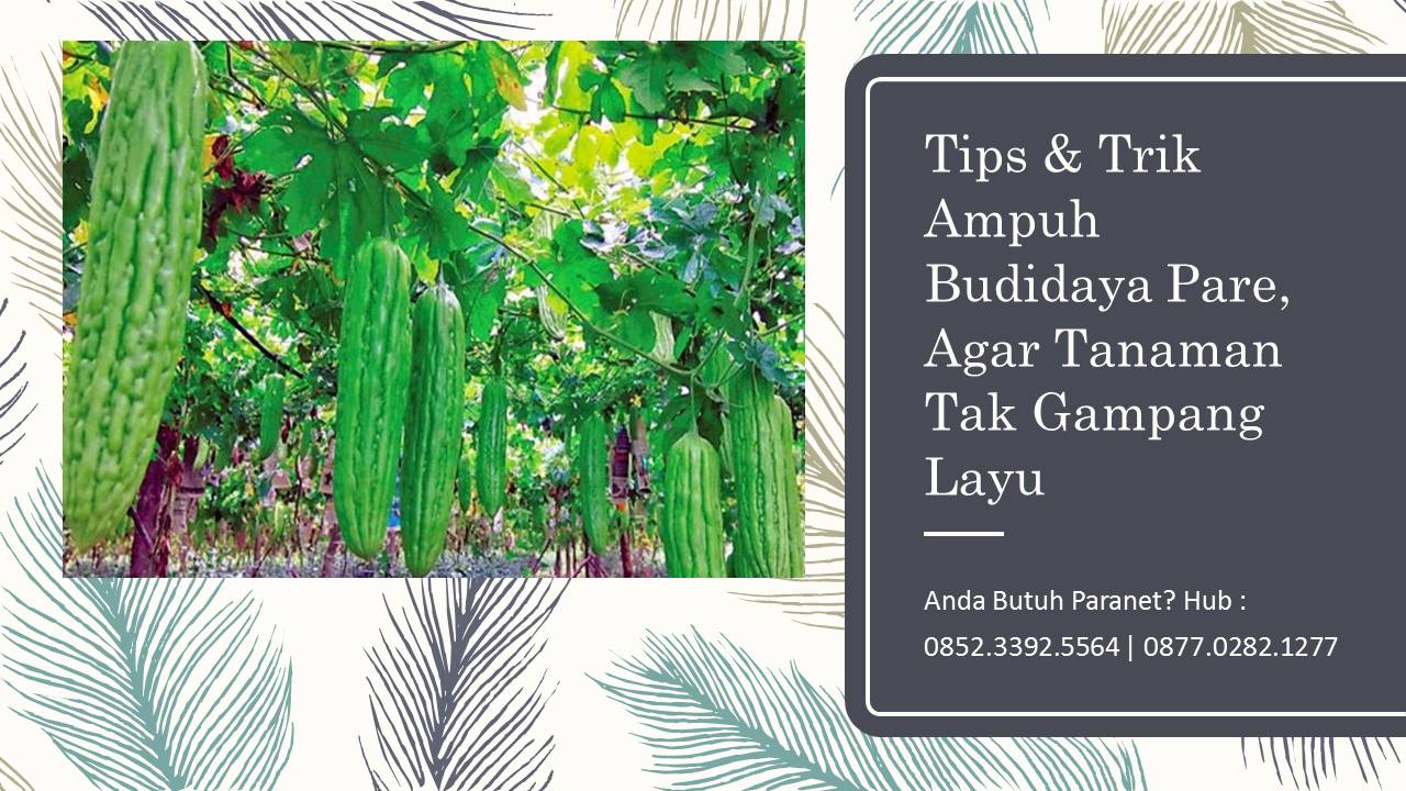 tips dan trik budidaya pare agar tanaman tak gang layu tips dan trik budidaya pare agar tanaman tak gang layu