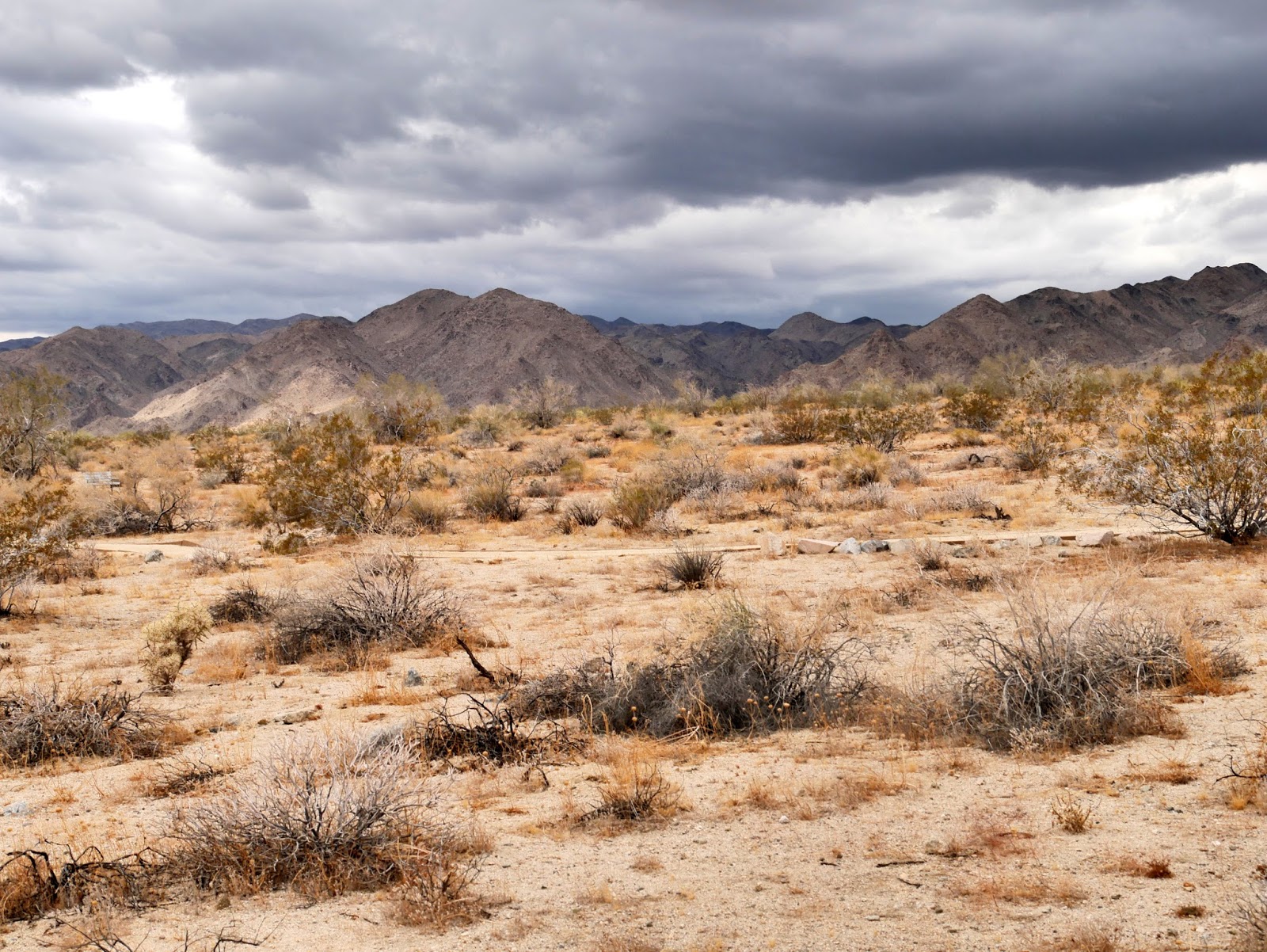 American Travel Journal Bajada Nature Trail Joshua Tree National Park