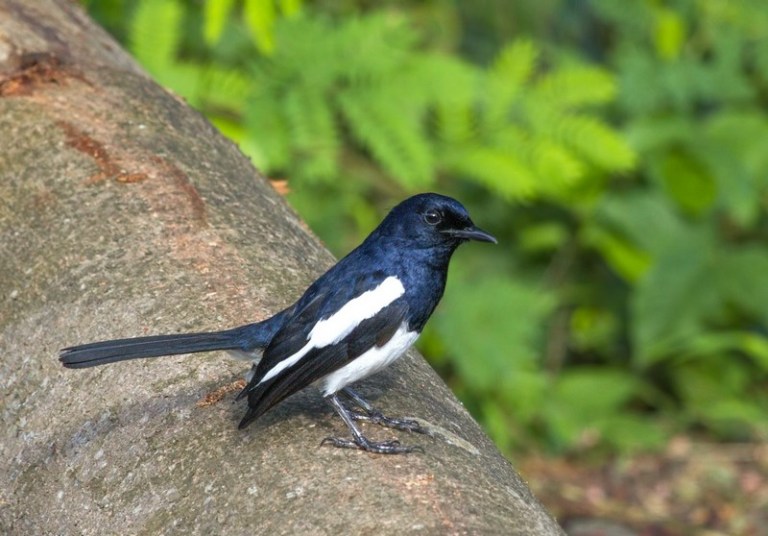 Jenis-jenis Burung Kacer ~ Kedai Kicau - Jack Bird Shop