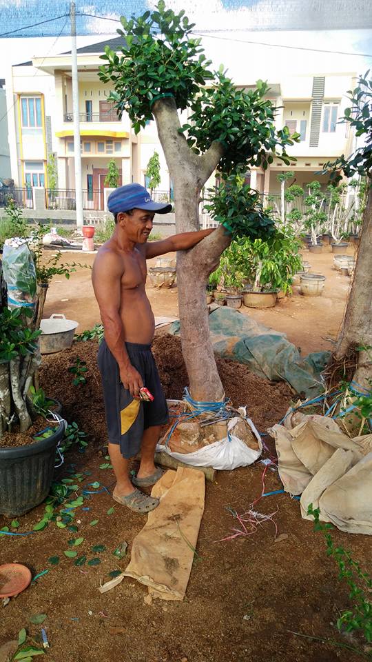 BERINGIN IPRIK DI SAMBUNG BERINGIN DOLAR UNTUK HIASI TAMAN RUMAH