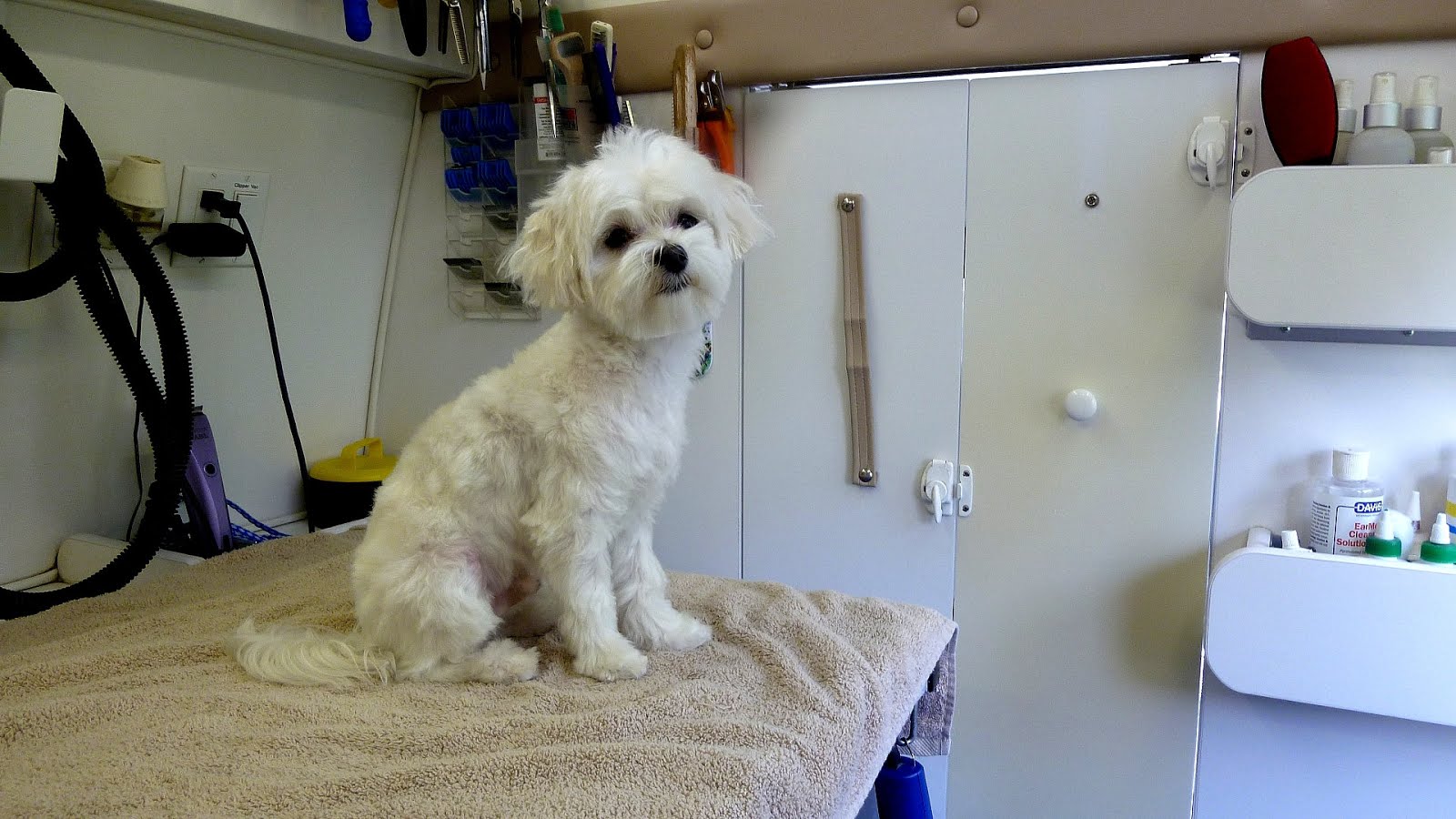 Dog Grooming Rogers Ar - Dog Choices Dog Grooming Rogers Ar - Dog Choices