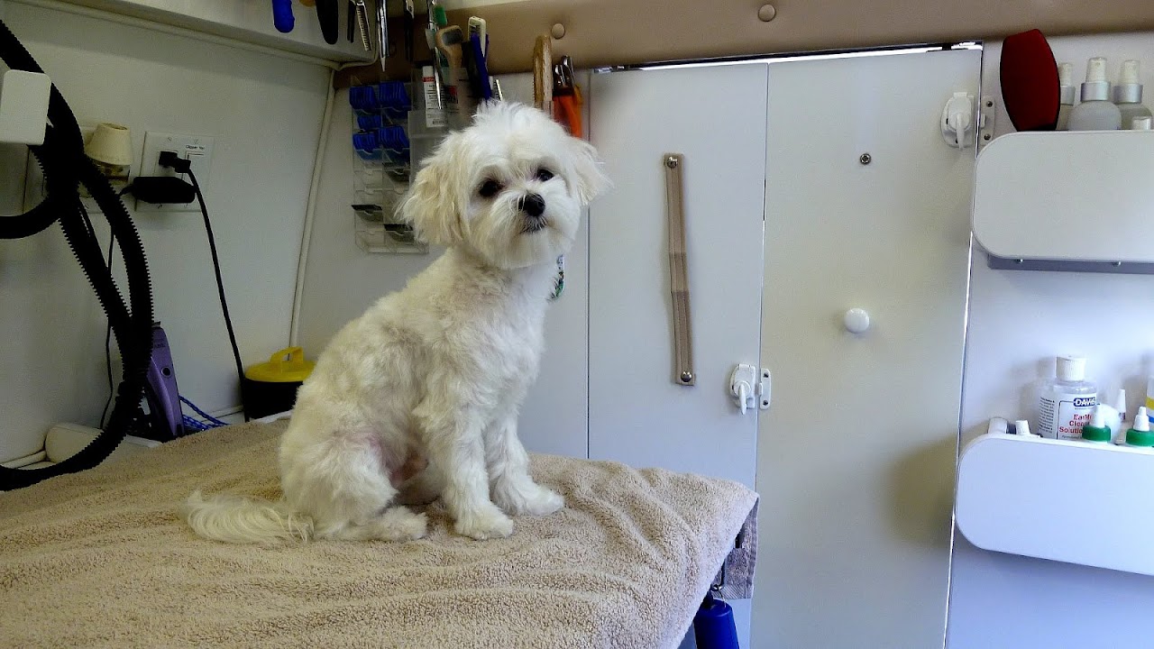 Dog Grooming Rogers Ar Dog Choices