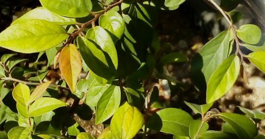 Pohon Mustam Di Alam Liar Ide Siswa