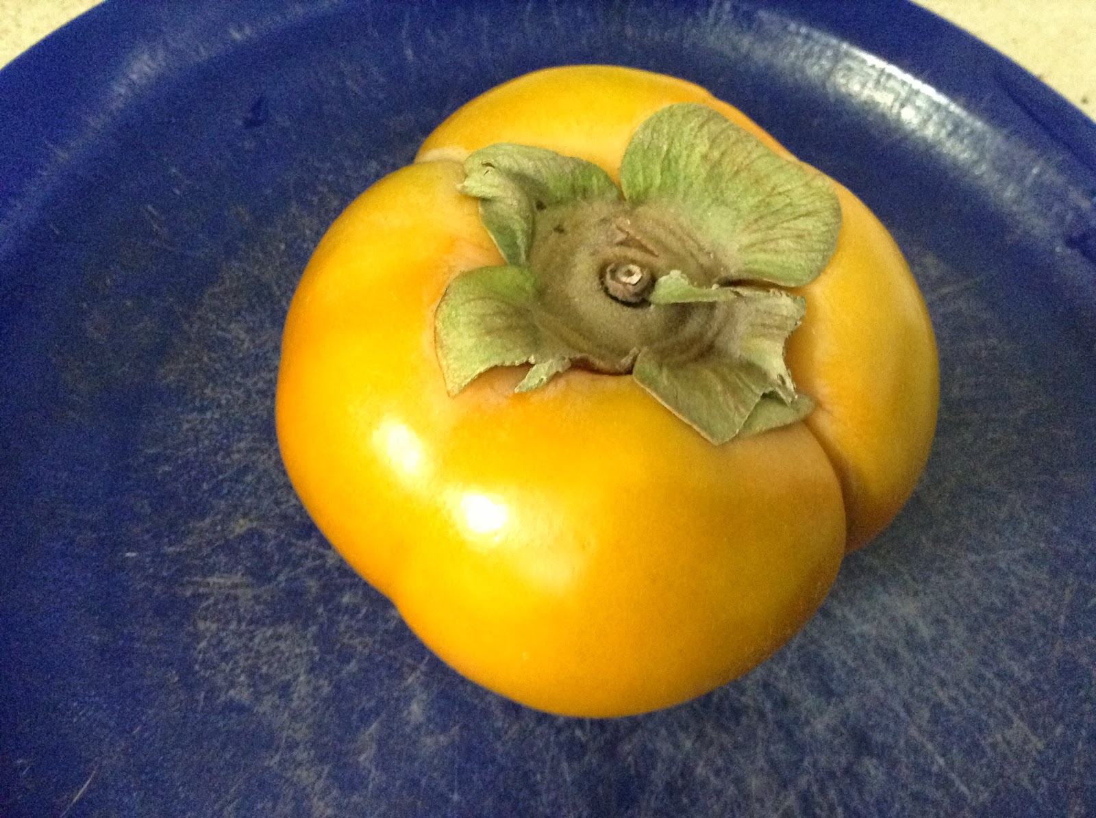 Cavy Savvy A Guinea Pig Blog Can Guinea Pigs Eat Persimmons 