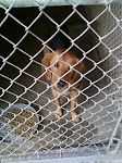 9/28/11 Dogs and Cats Needing Help at North Carolina Heartstick, Gassing Shelter