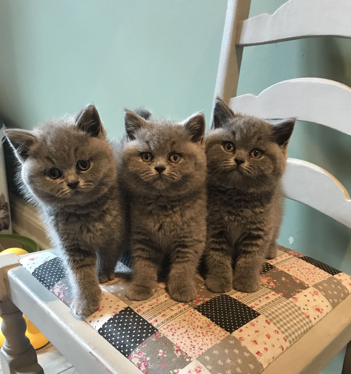 Kuwait Cats And Kittens Sales And Adoption Kuwait Kittens And Cats