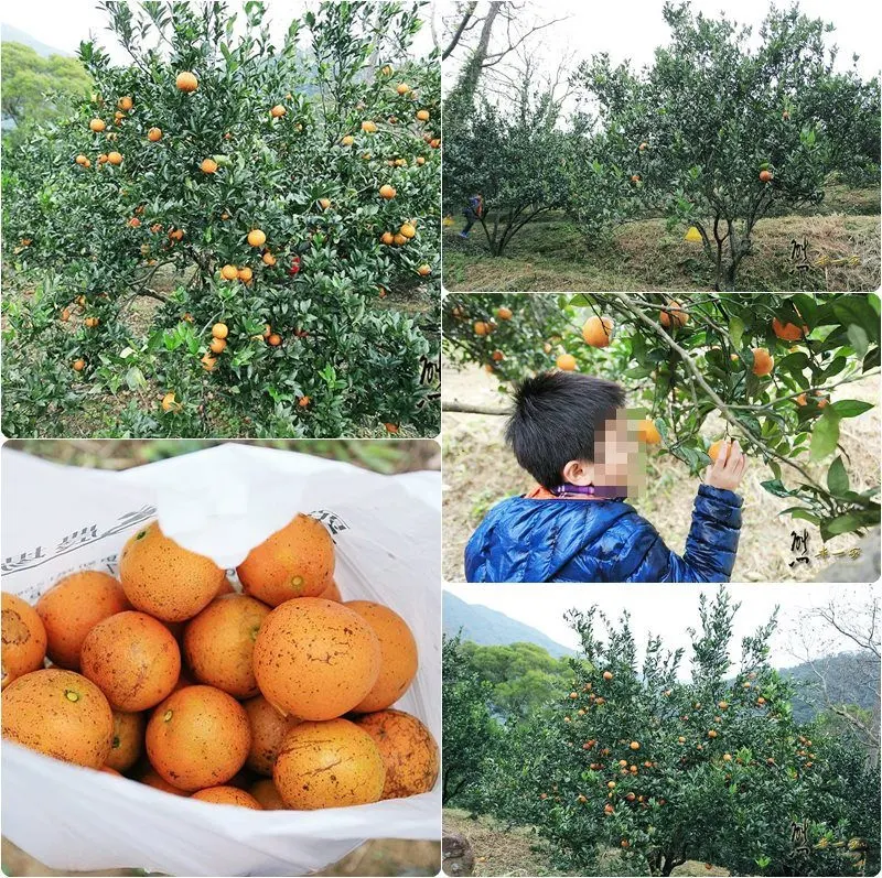 頭城農場親子採果趣