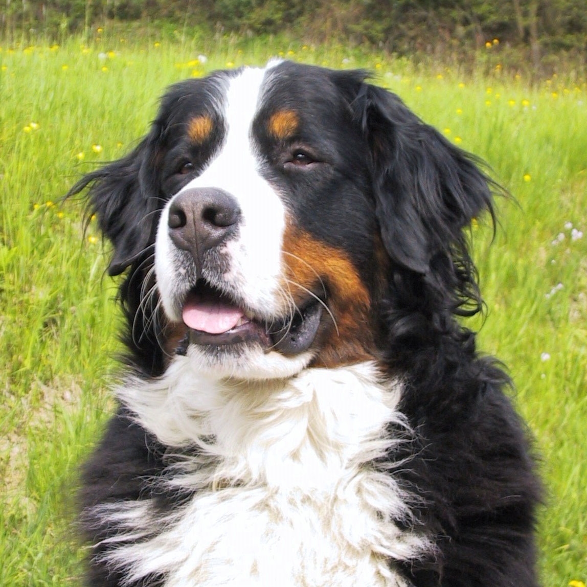 The dog in world Bernese Mountain Dogs