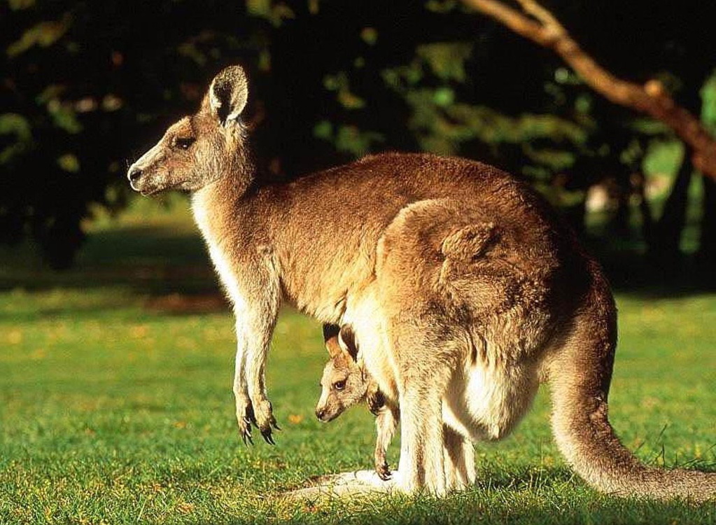 Kangaroo | Animal Wildlife
