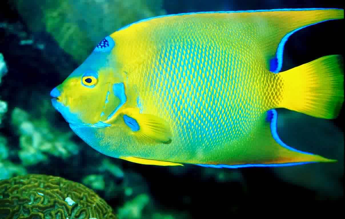 صور اسماك ملونة 2015, Colorful fish