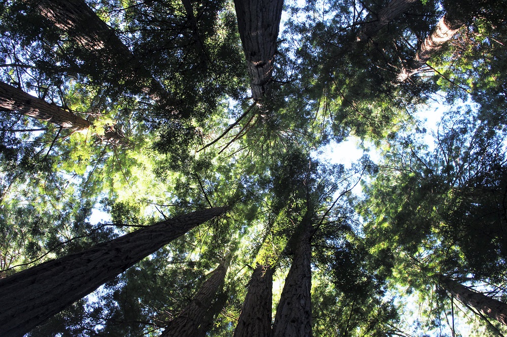 Muir Woods, San Francisco - California travel blog