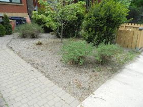 Leslieville Toronto summer garden cleanup after by Paul Jung Gardening Services