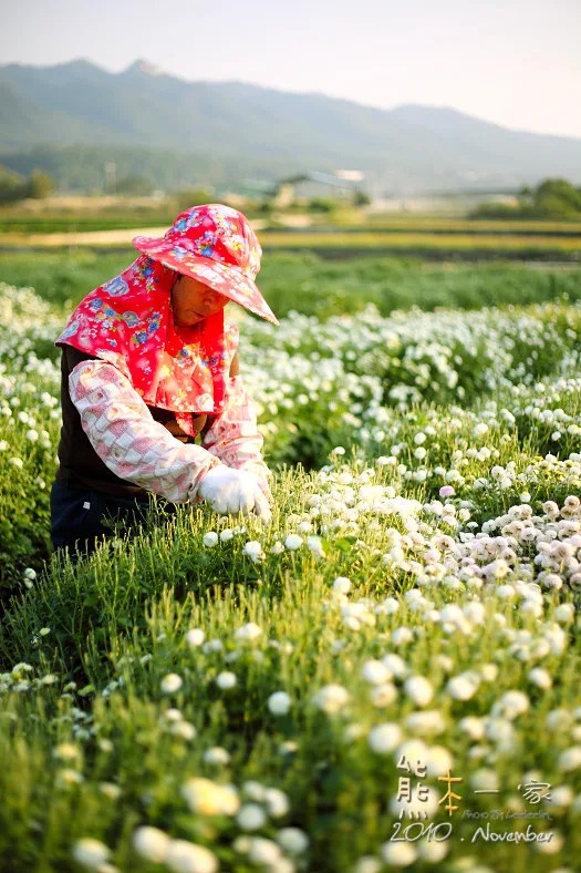 苗栗銅鑼杭菊季