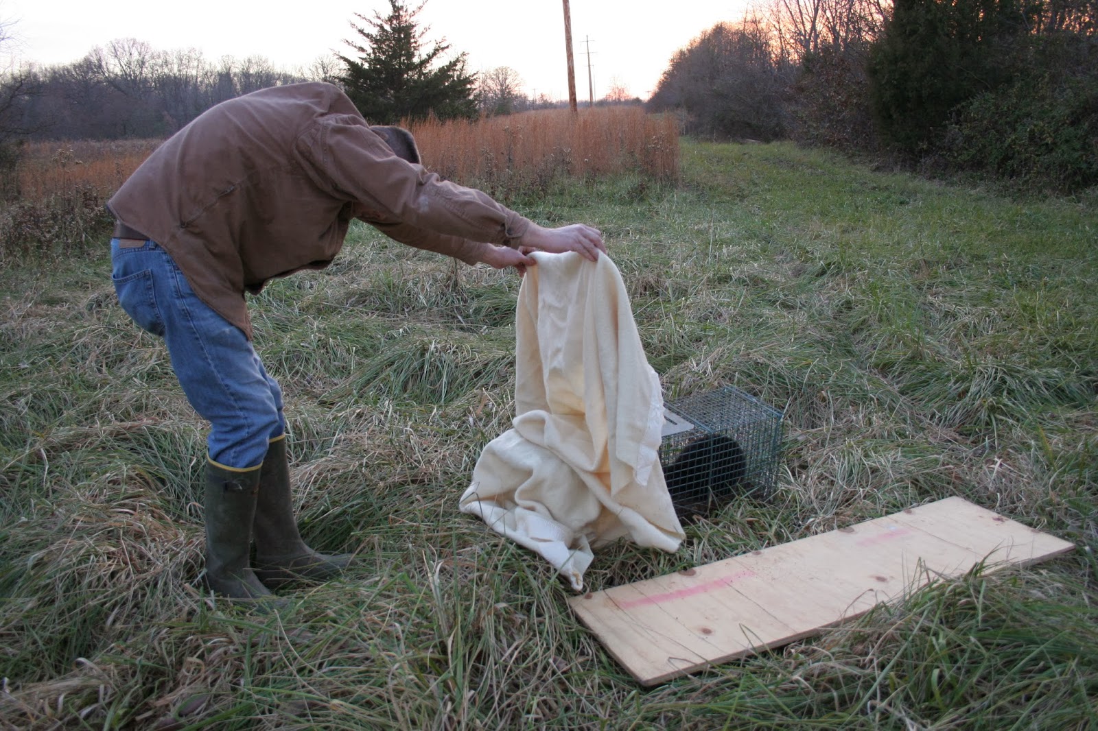 Chicken Scratch Poultry How To Remove A Skunk From Your Live Trap