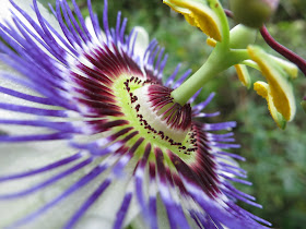 Close up of blue and purple passion flower
