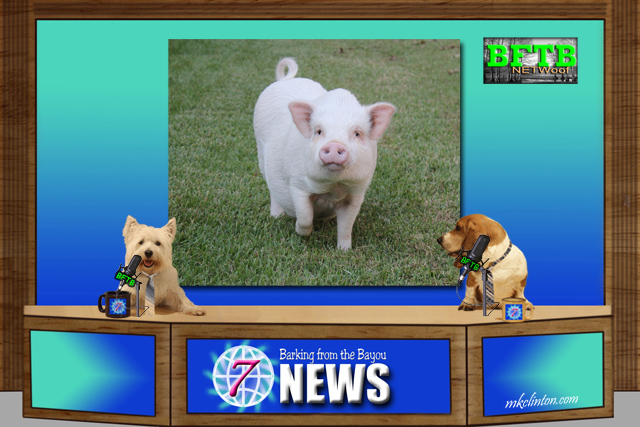 BFTB NETWoof news set with two dogs anchoring