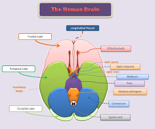 Educative diagrams: The Underside of the Human Brain