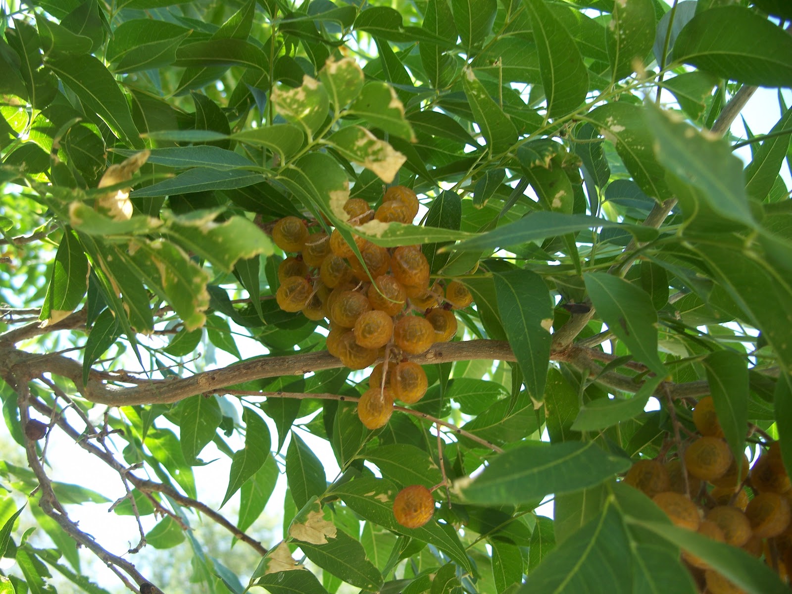 Western Soapberry Tree
