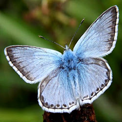 Male Chalkhill Blue (Polyommatus coridon)