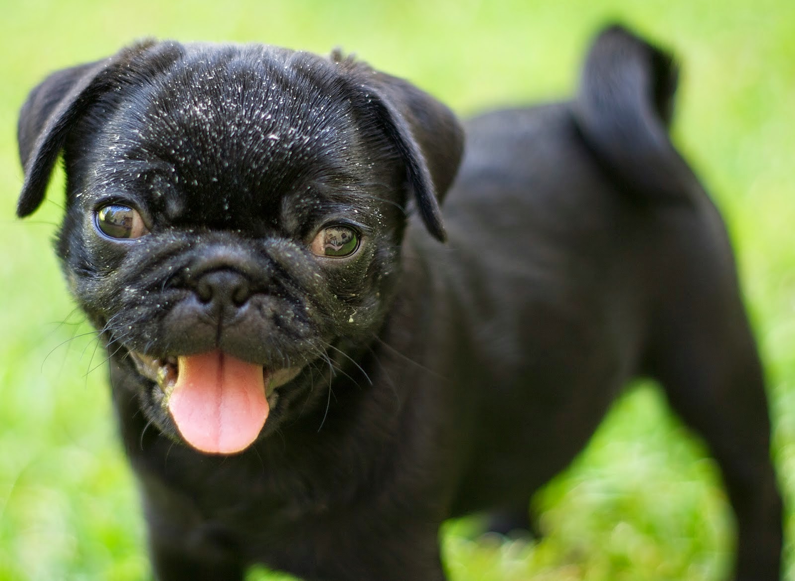 Everything about your Pug - LUV My dogs