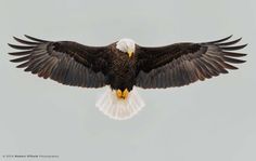 eagle images