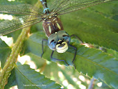 Happy-face Dragonfly