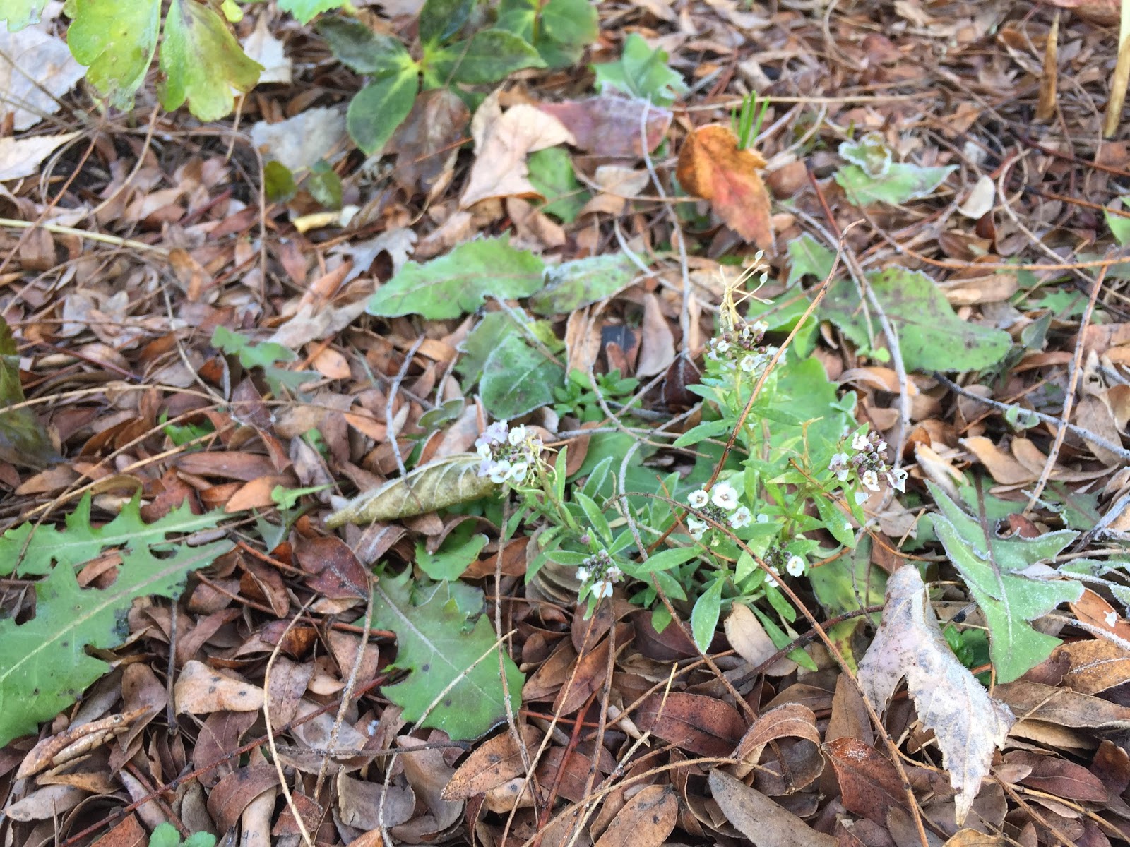 Ruby Slippers Oakleaf Hydrangea A Native Compact Flowering Shrub