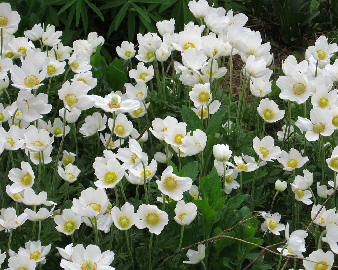 KÉPMUTATÓ Szellőrózsa